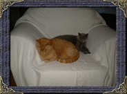Ginger and Binx - British Shorthair cats 